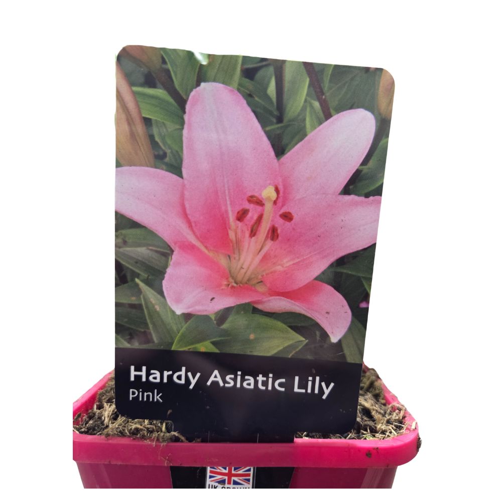 Lilium 'Asiatic Pink' Lily Plant - 1.4Ltr Pot