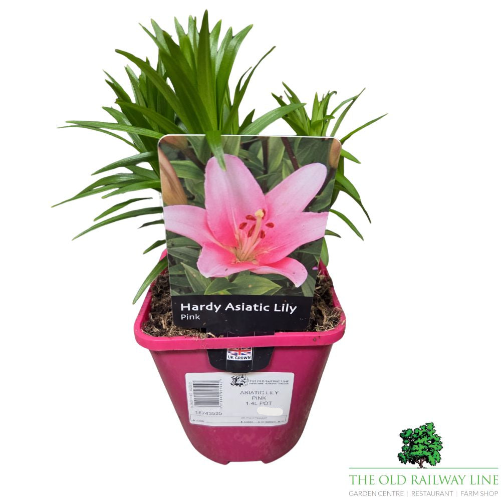 Lilium 'Asiatic Pink' Lily Plant - 1.4Ltr Pot