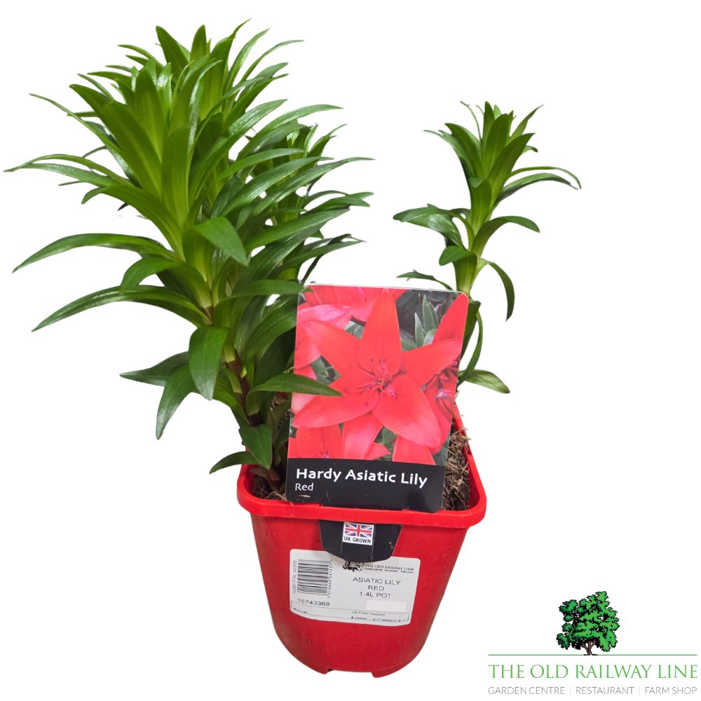Lilium 'Asiatic Red' Lily Plant - 1.4Ltr Pot