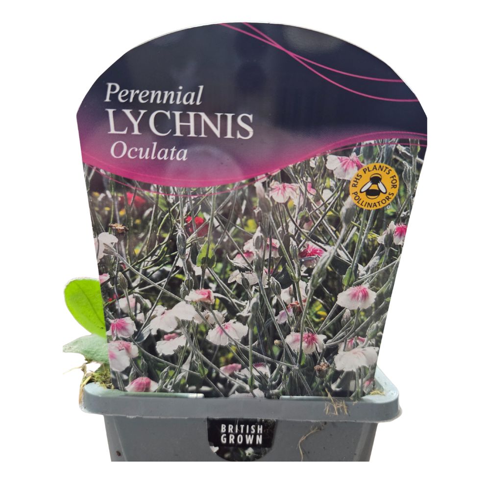 Lychnis coronaria 'Angel Blush' Plant - 1Ltr Pot