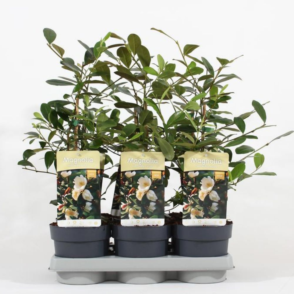 Magnolia Fairy Honey Velvet Plant 1.5Ltr Pot
