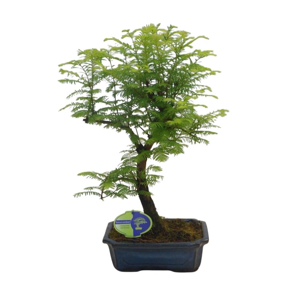 Metasequoia glyptostroboides - Shaped Outdoor Bonsai Plant - 22cm Pot