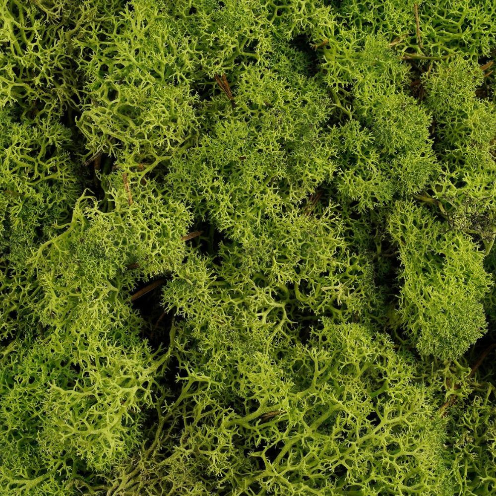 Mica Decorations 500g Green Reindeer Moss