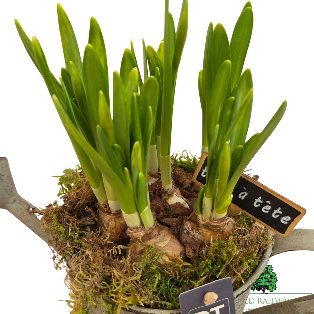 Narcissus Tete a Tete 'Daffodil' Watering Can Pot