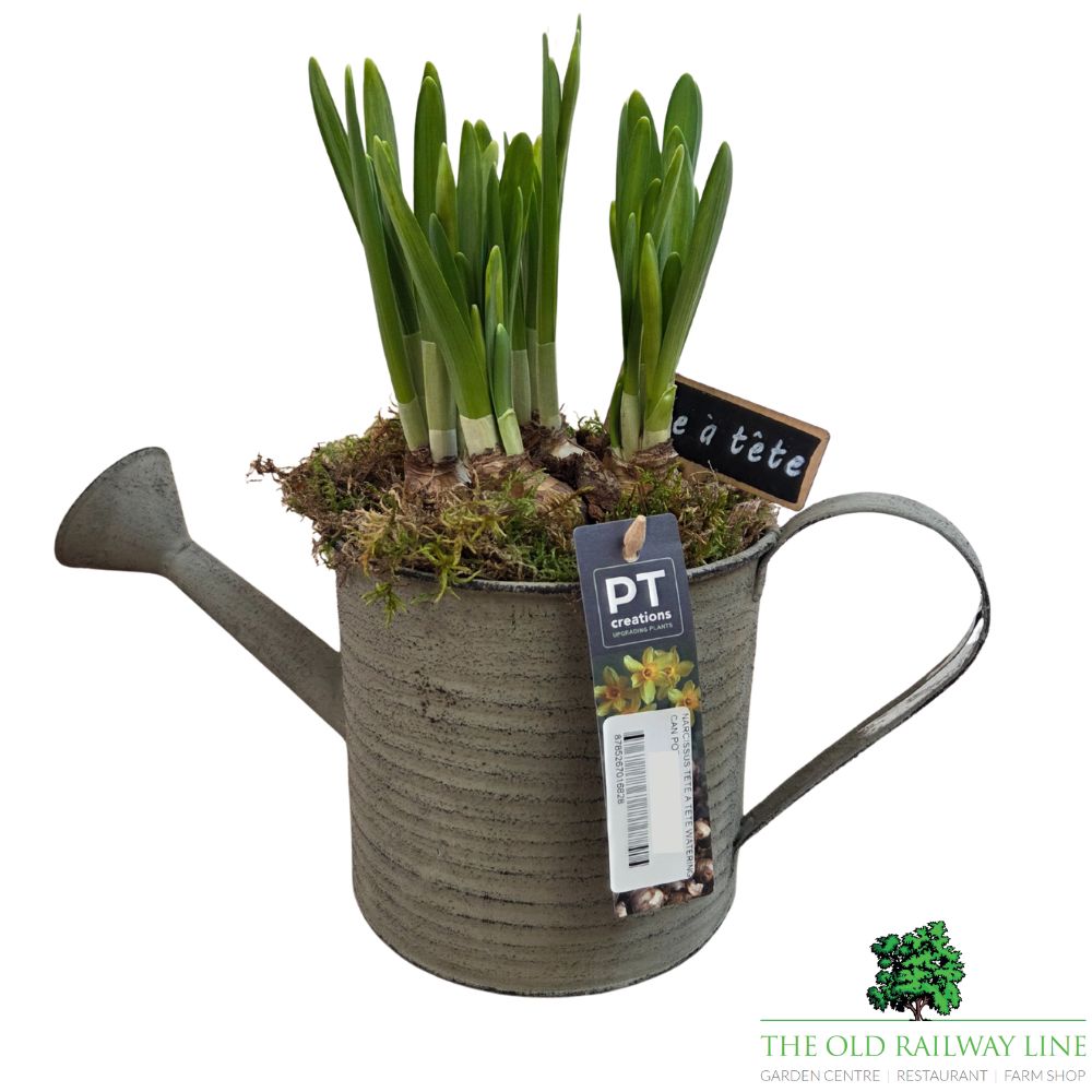 Narcissus Tete a Tete 'Daffodil' Watering Can Pot