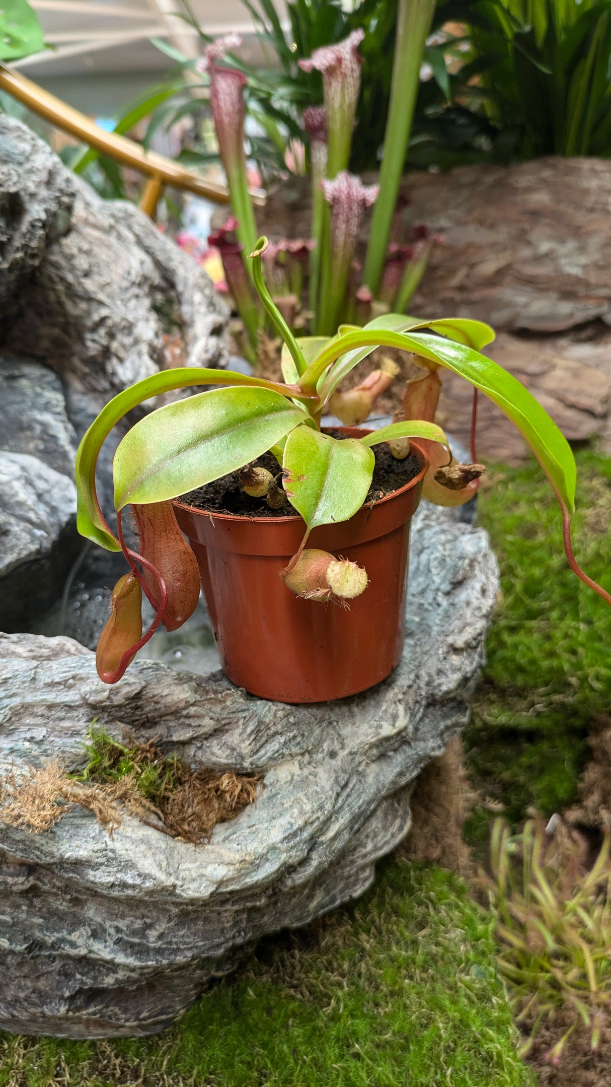 Nepenthes 'Ventrata' 8.5cm Pot