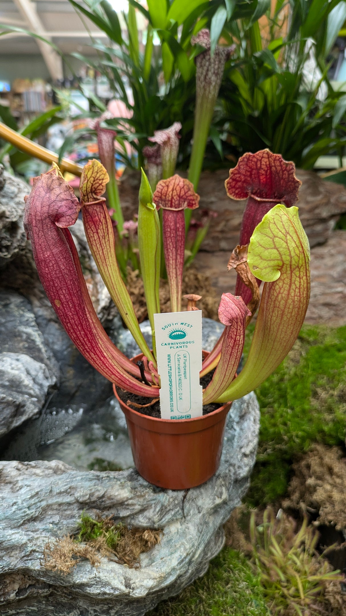 Sarracenia Barbra 8.5cm Pot