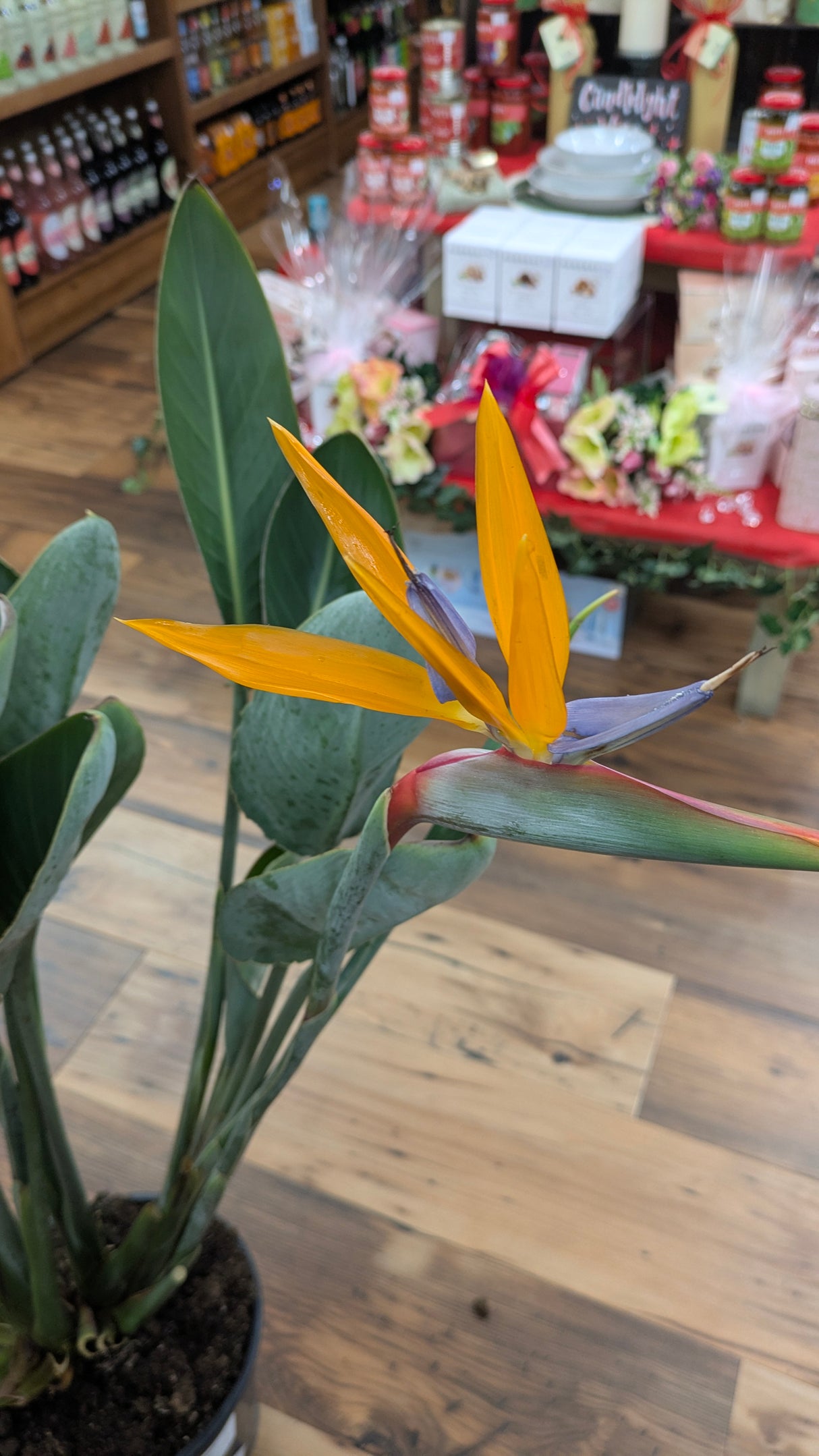 Strelitzia Reginae 'Bird of Paradise' Houseplant 27cm Pot