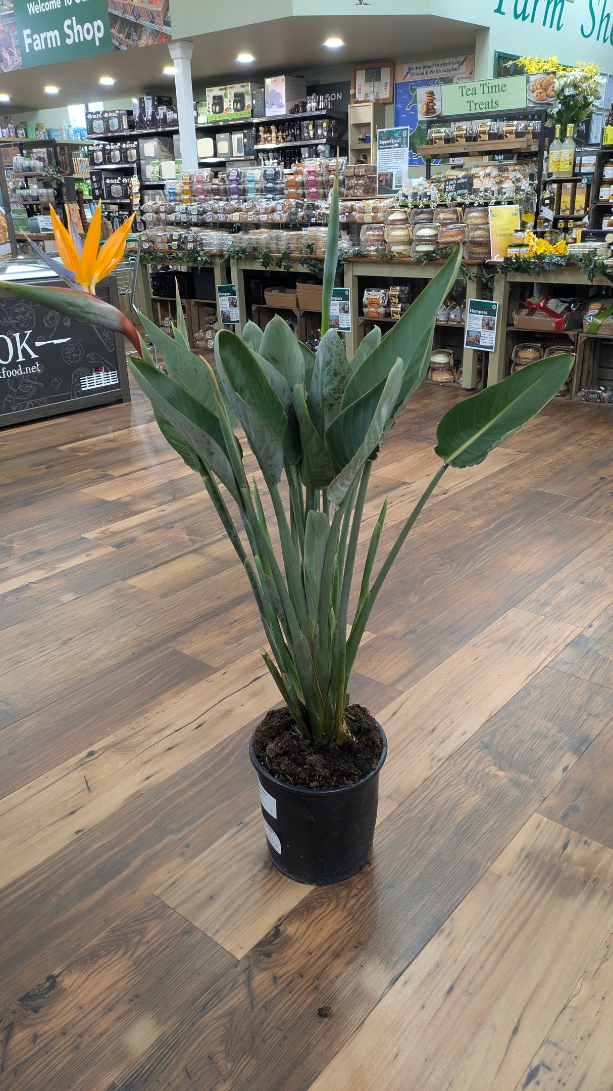 Strelitzia Reginae 'Bird of Paradise' Houseplant 27cm Pot