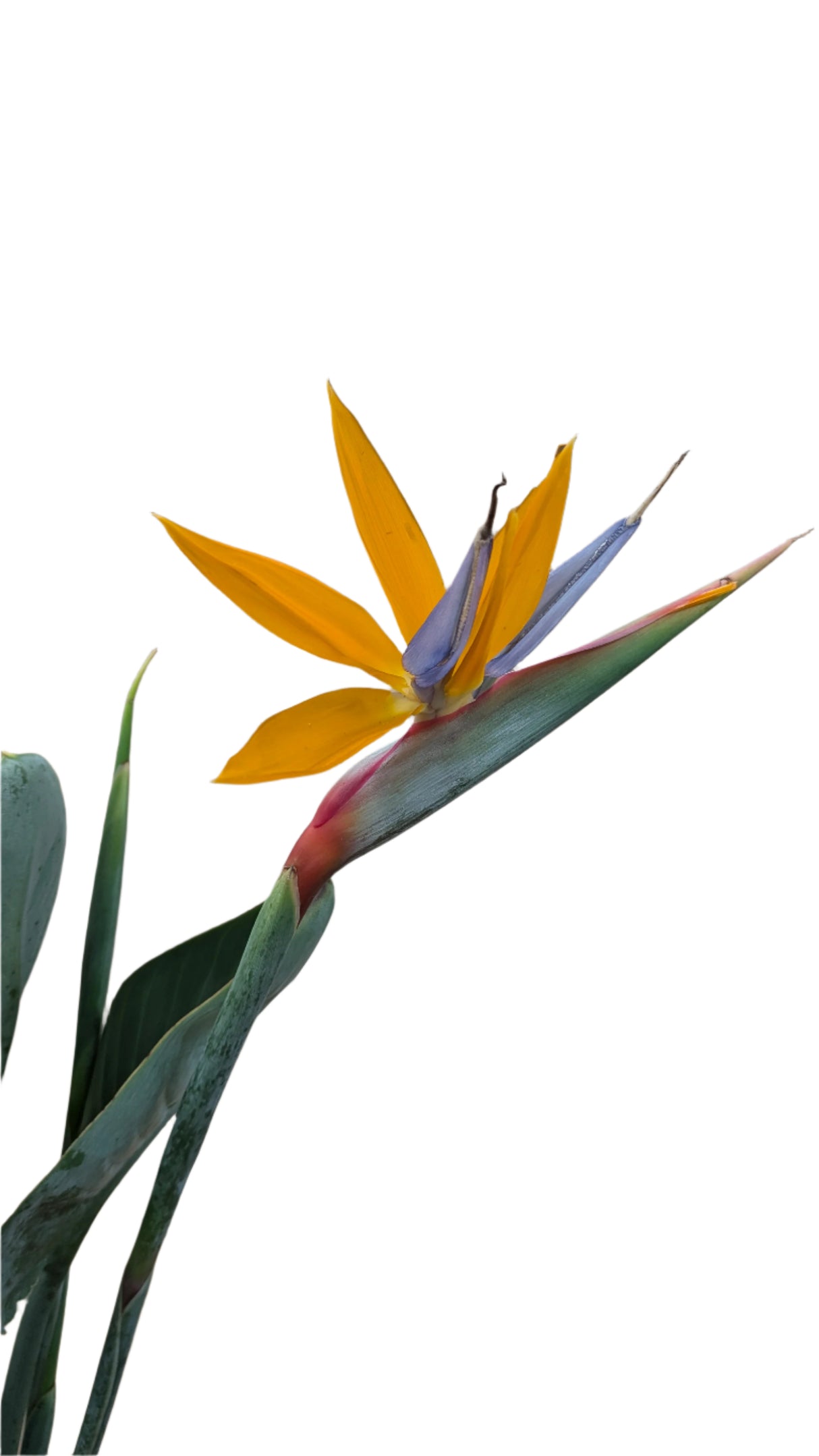 Strelitzia Reginae 'Bird of Paradise' Houseplant 27cm Pot