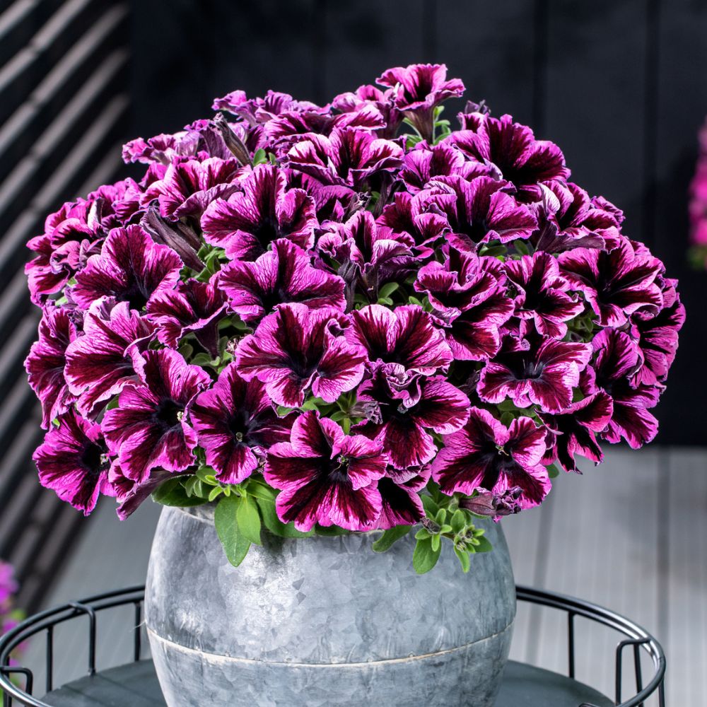 Petunia Go Tunia Cosmic Pink Plug Plant
