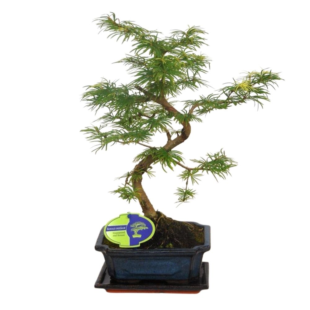 Pseudolarix 'Amabilis' - Outdoor Bonsai Plant - 3Ltr Pot