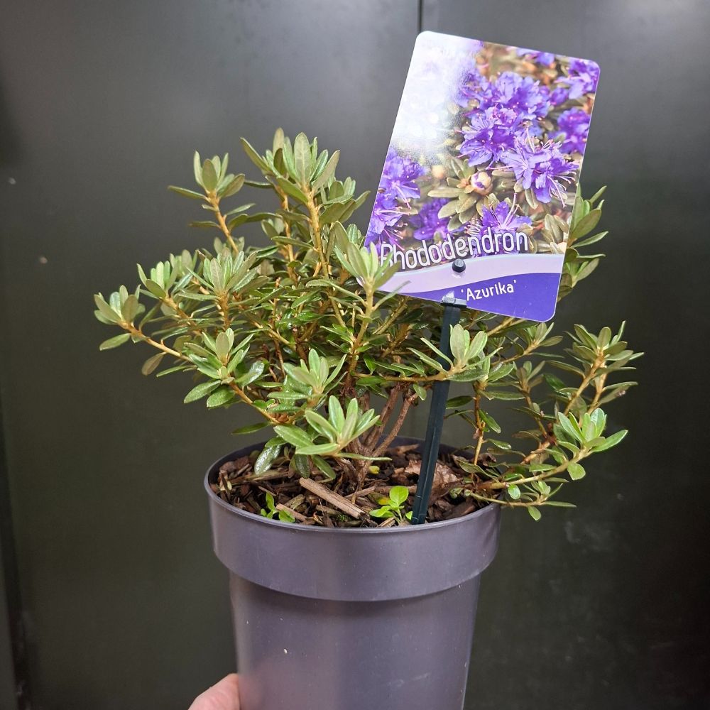 Rhododendron Dwarf Impeditum 'Azurika' 2Ltr Pot