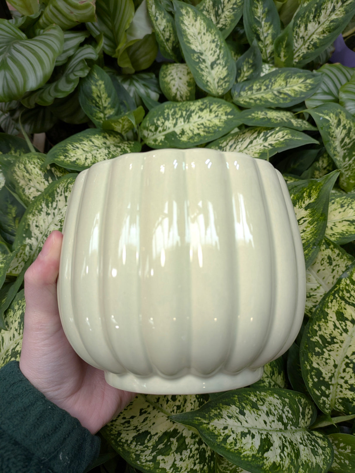 Mica Decorations Colourful Carna Round L. Pot (Choice of 4) - 1174012