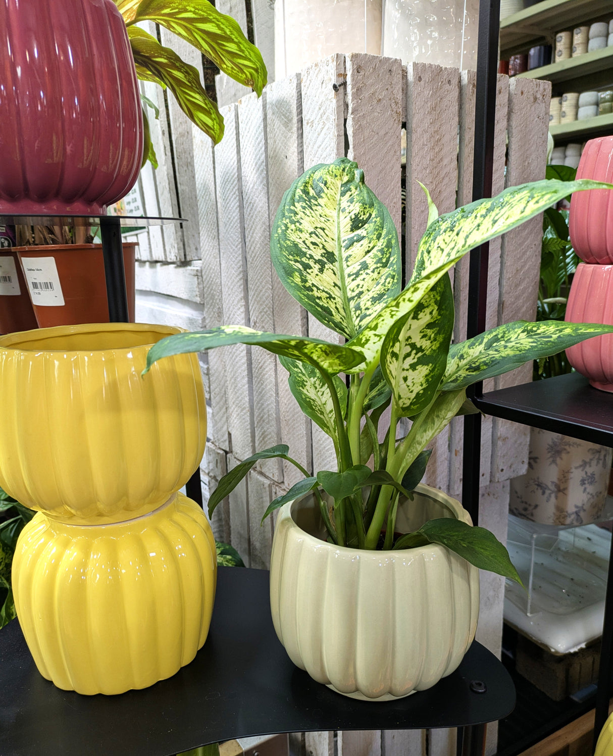 Mica Decorations Colourful Carna Round L. Pot (Choice of 4) - 1174012