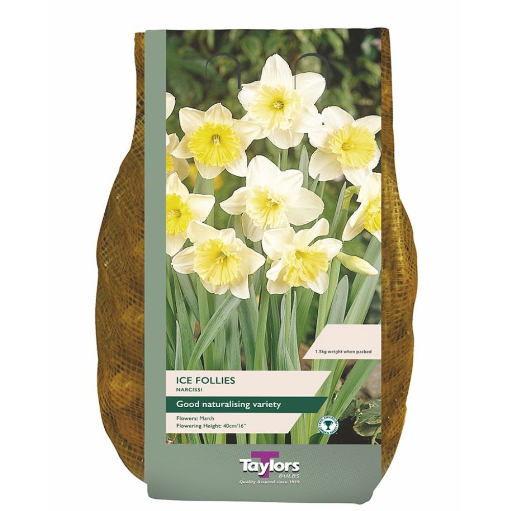 Taylors 1.5kg Ice Follies Narcissi Daffodil Bulbs Carri-Pack - 2 FOR £12