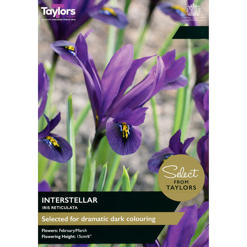 Taylors 10 Iris reticulata ‘Interstellar’ Spring Flowering Bulbs