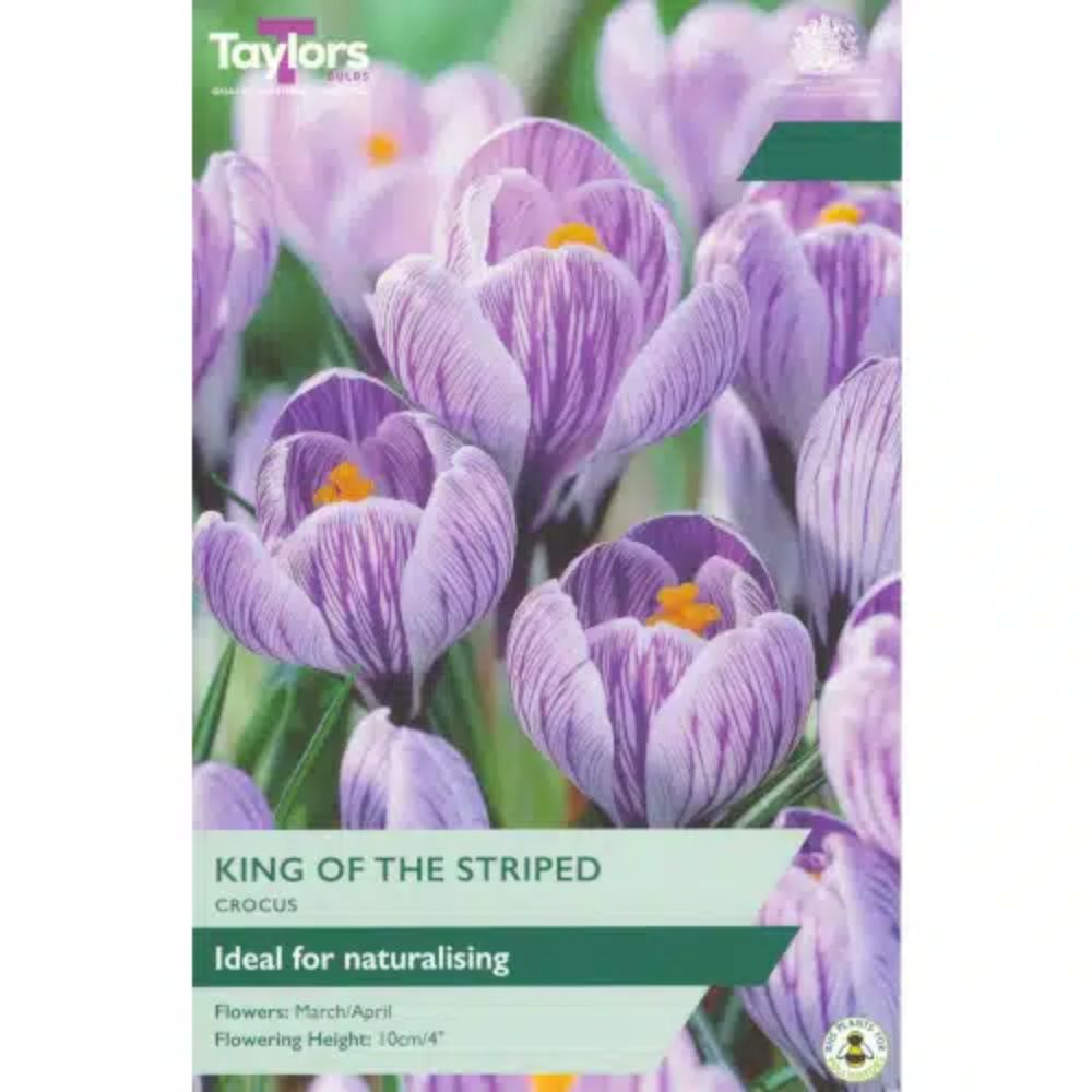 Taylors 10 King Of The Striped Crocus Bulbs