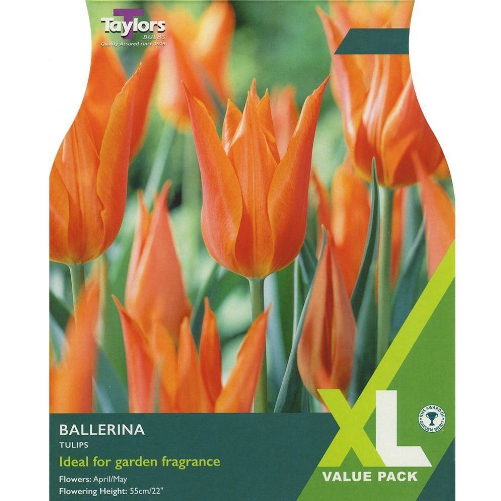 Taylors 12 Ballerina Tulip Bulbs - XL Value