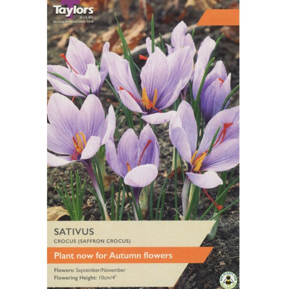Taylors 12 Sativus Saffron Crocus Bulbs