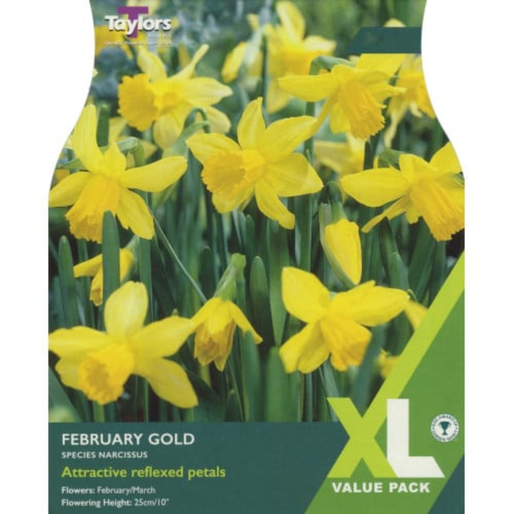 Taylors 20 February Gold Narcissus Daffodil Bulbs - XL Value