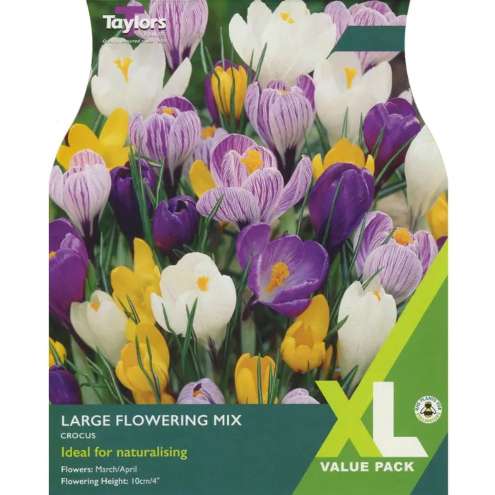 Taylors 25 Large Flower Mixed Crocus Bulbs