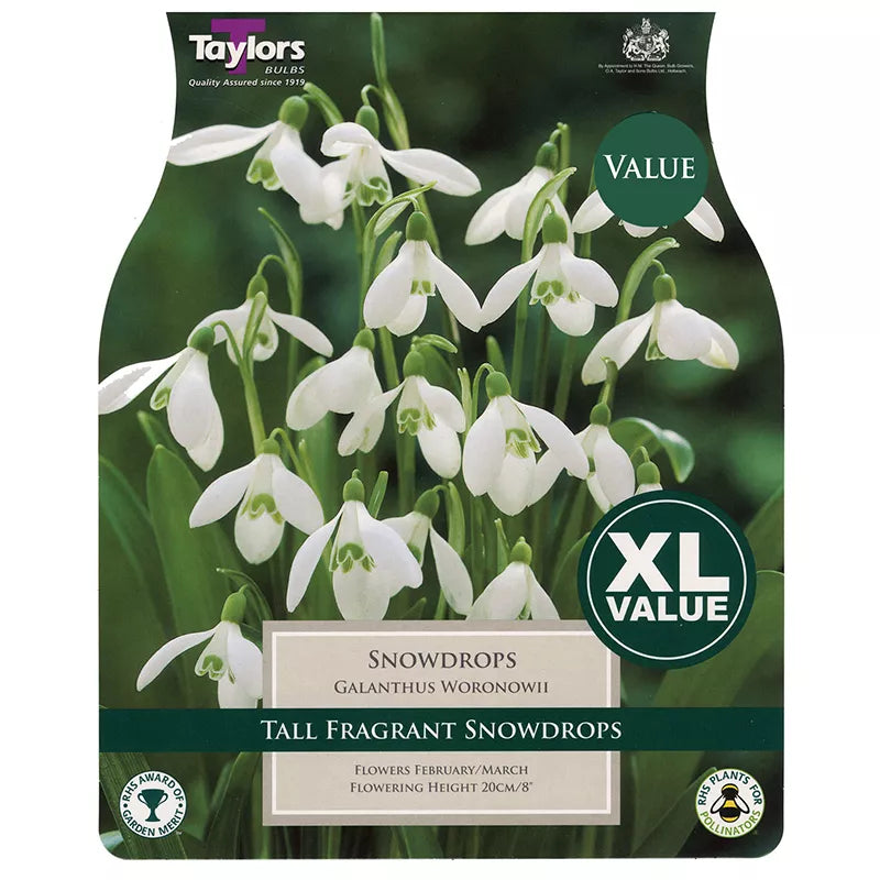 Taylors 20 Snowdrops Galanthus Woronowii Spring Flowering Bulbs