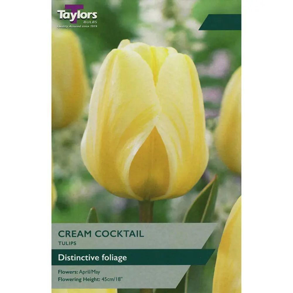 Taylors 7 Cream Cocktail Tulip Bulbs