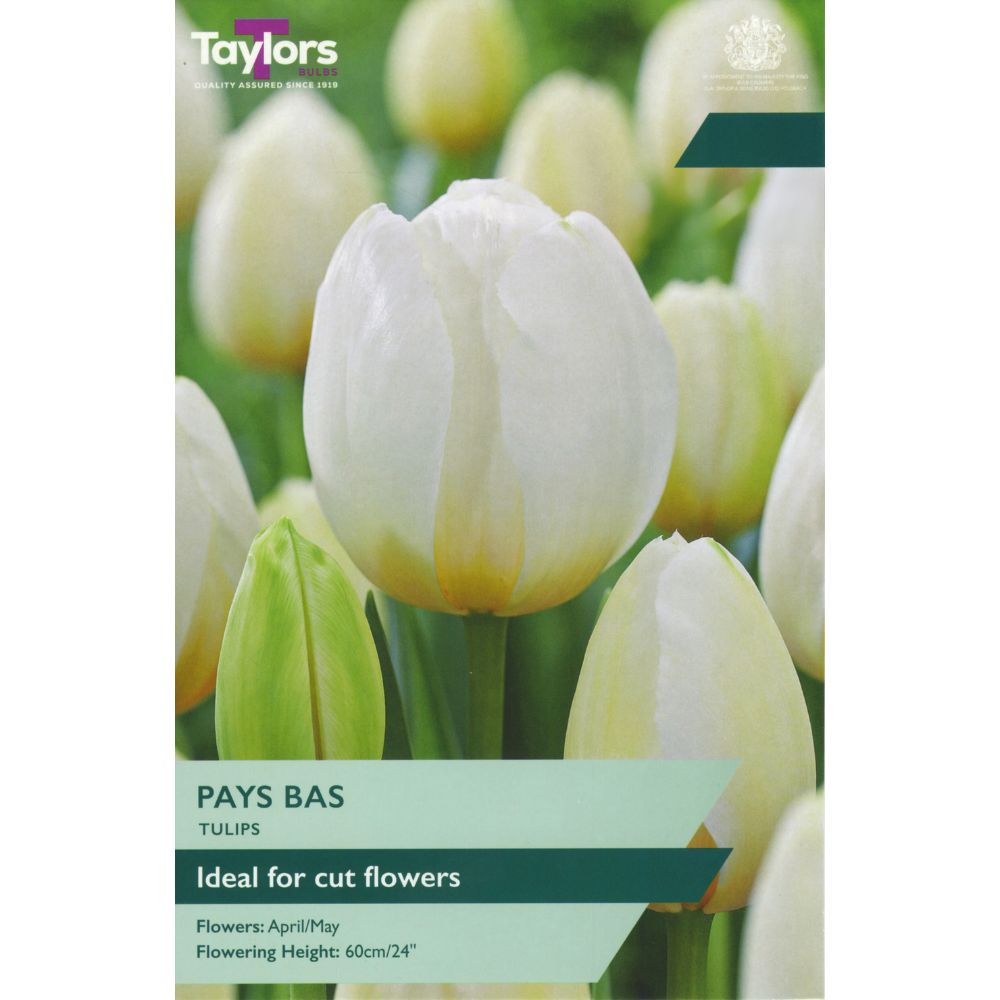 Taylors Pays Bas 6 Tulip Bulbs