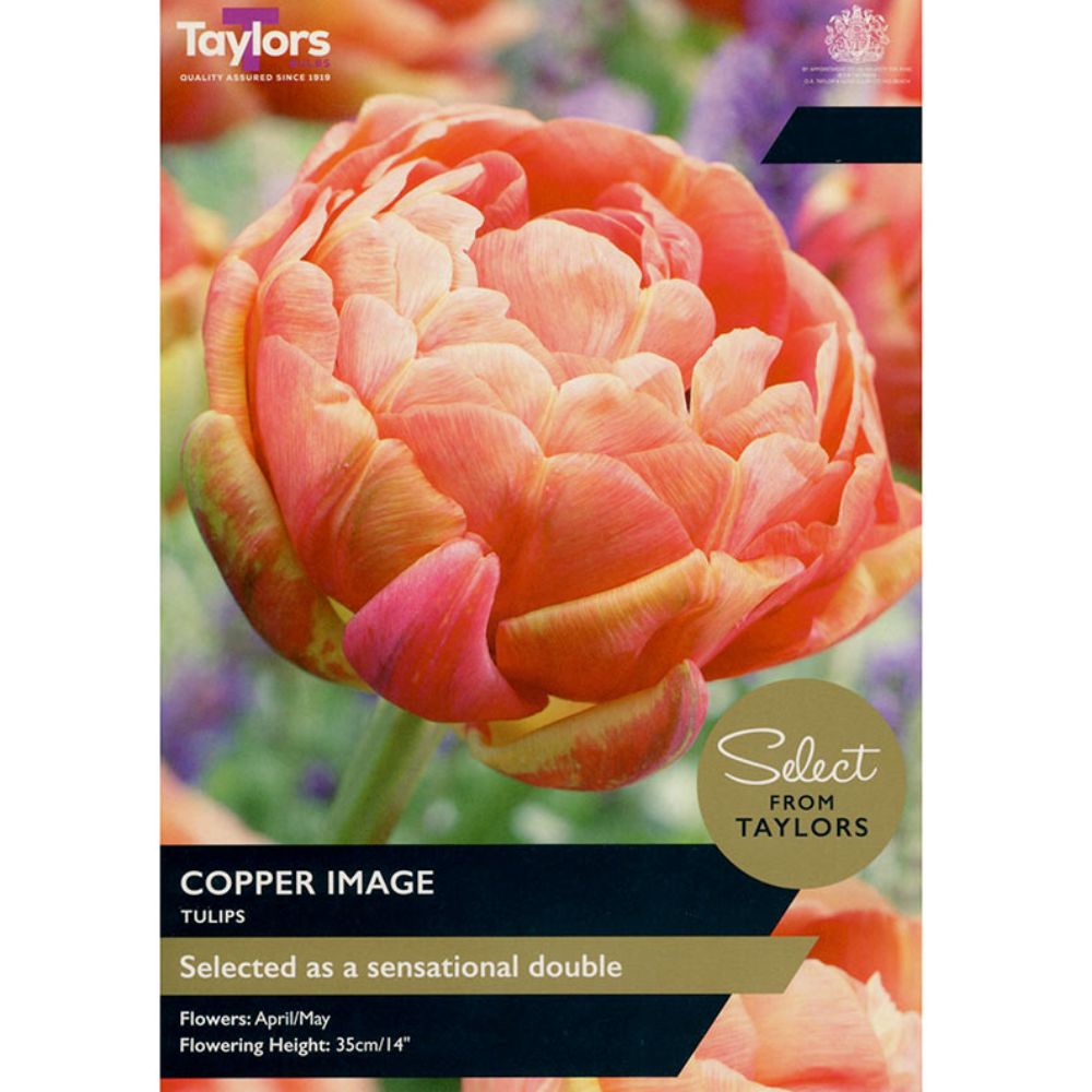 Taylors Select 6 Copper Image Tulip Bulbs