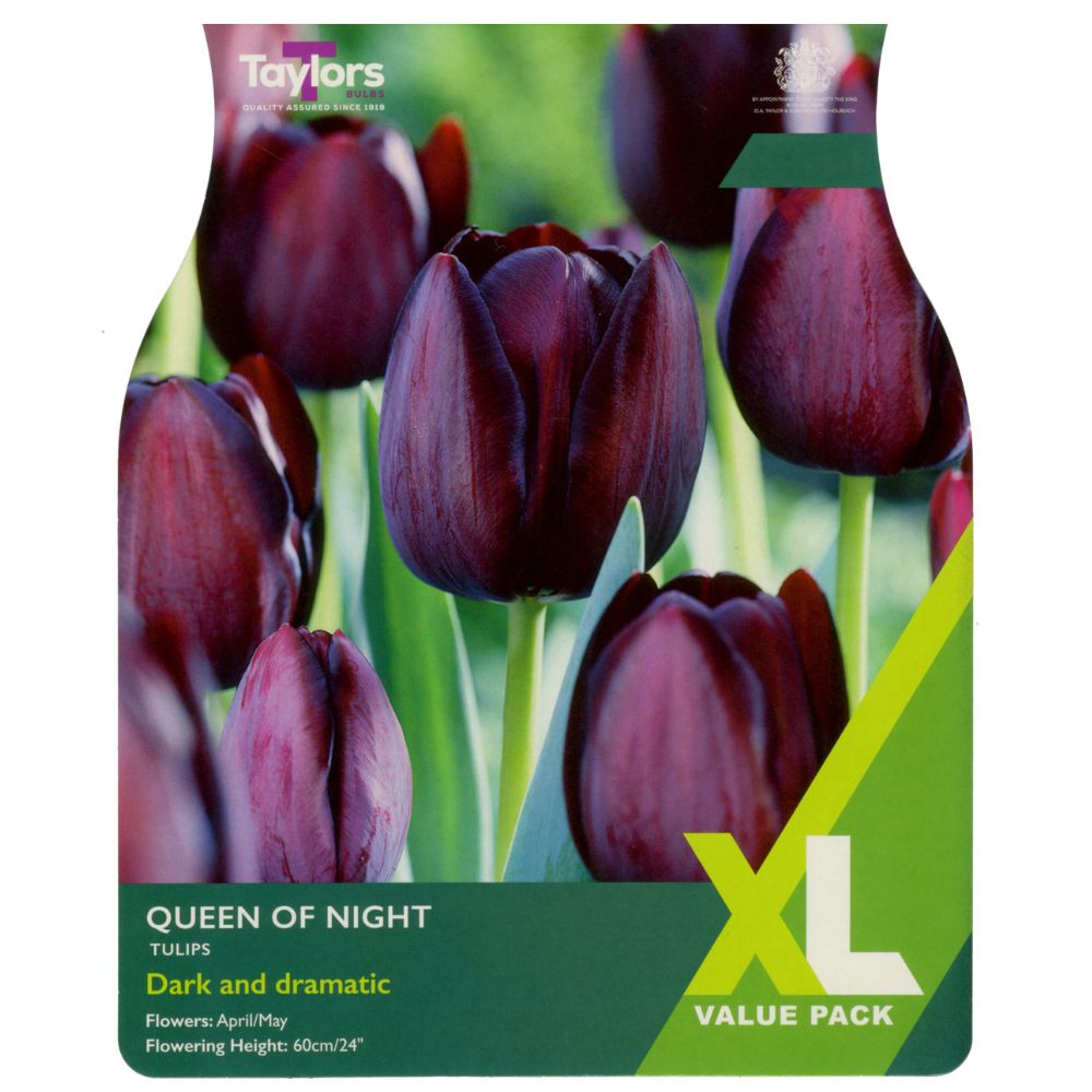 Taylors XL Queen of Night Tulip Bulbs