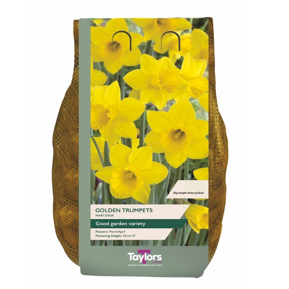 Taylors 2kg Carripack Golden Trumpets Narcissus Bulbs