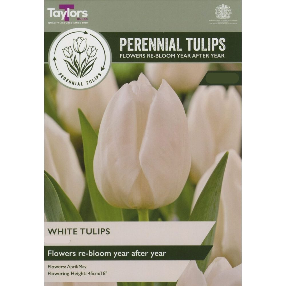 Taylors Perennial Tulips Bulbs - White