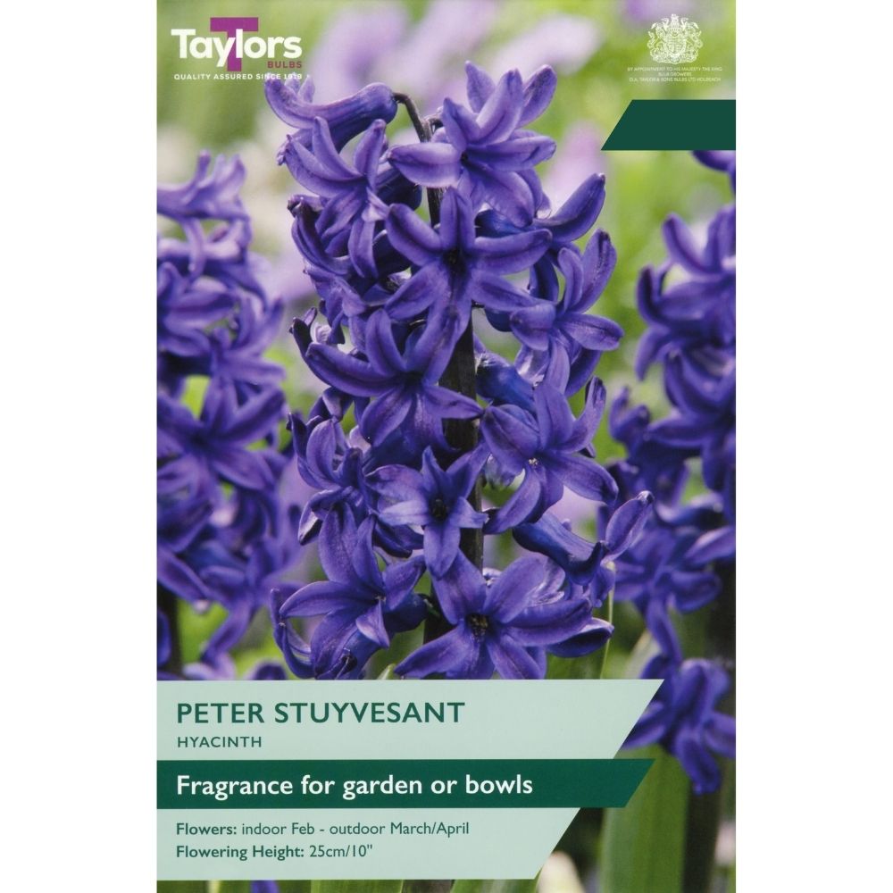 Taylors Peter Stuyvesant Hyacinth Bulbs