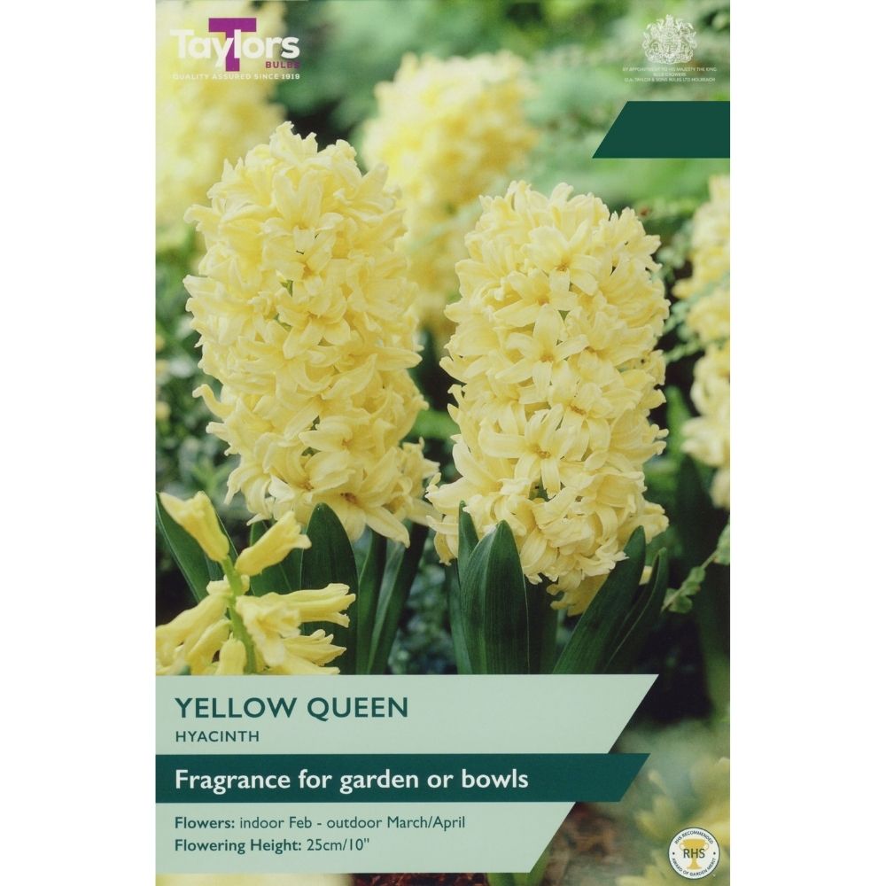 Taylors Yellow Queen Hyacinth Bulbs