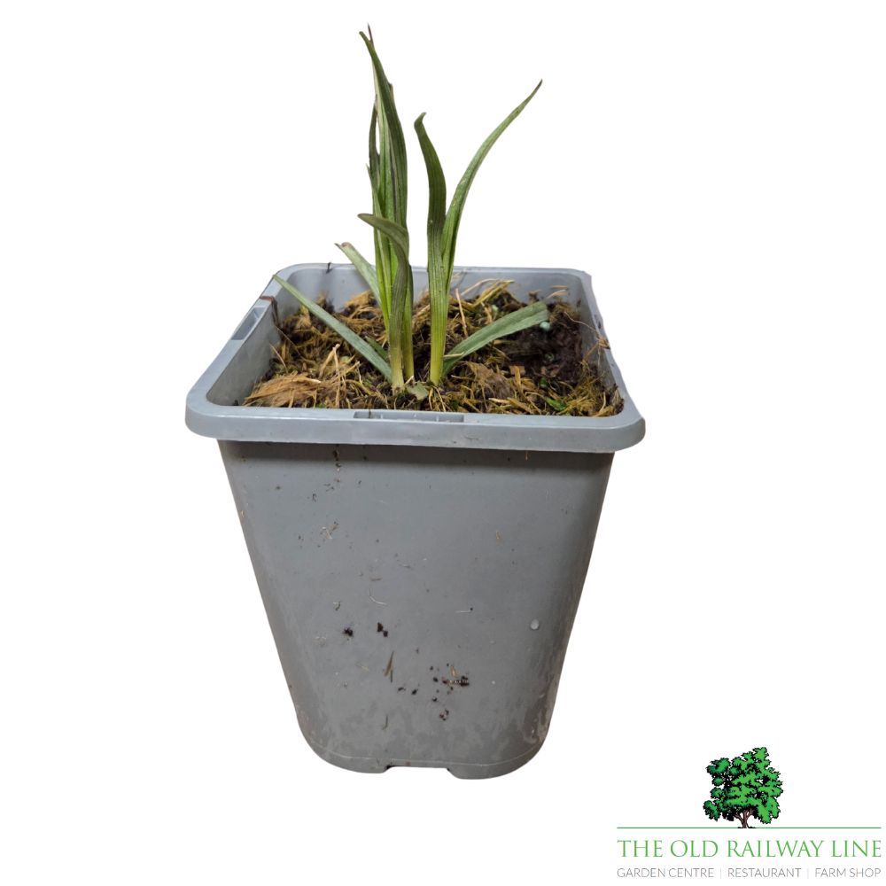 Tradescantia virginiana Common Spiderwort Plant - 1Ltr Pot