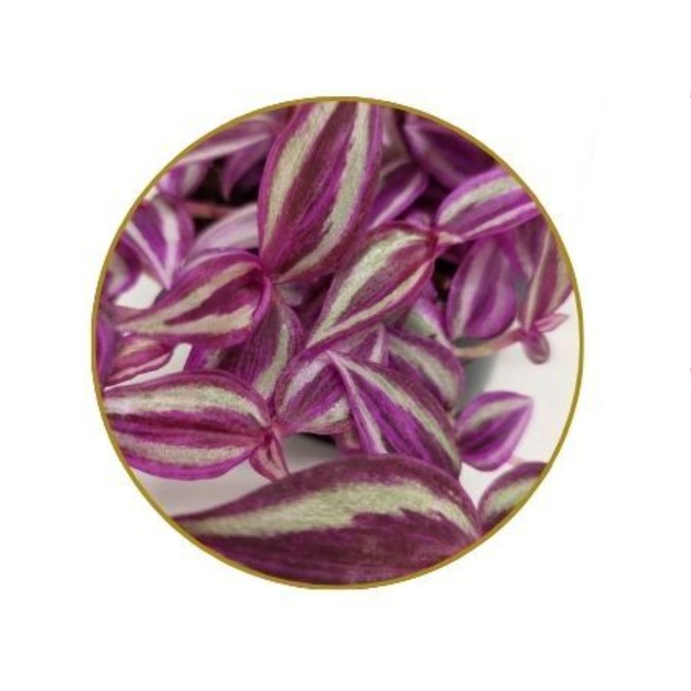 Tradescantia zebrina 'Pink Paradise' - Hanging 19cm Pot