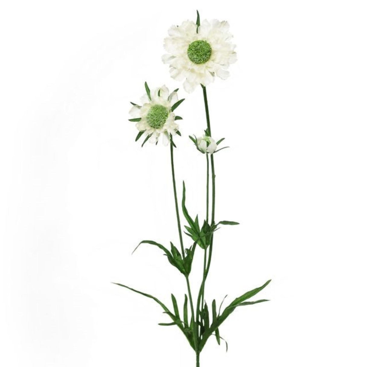 CB Imports 64cm Aritificial Cream Scabiosa Spray