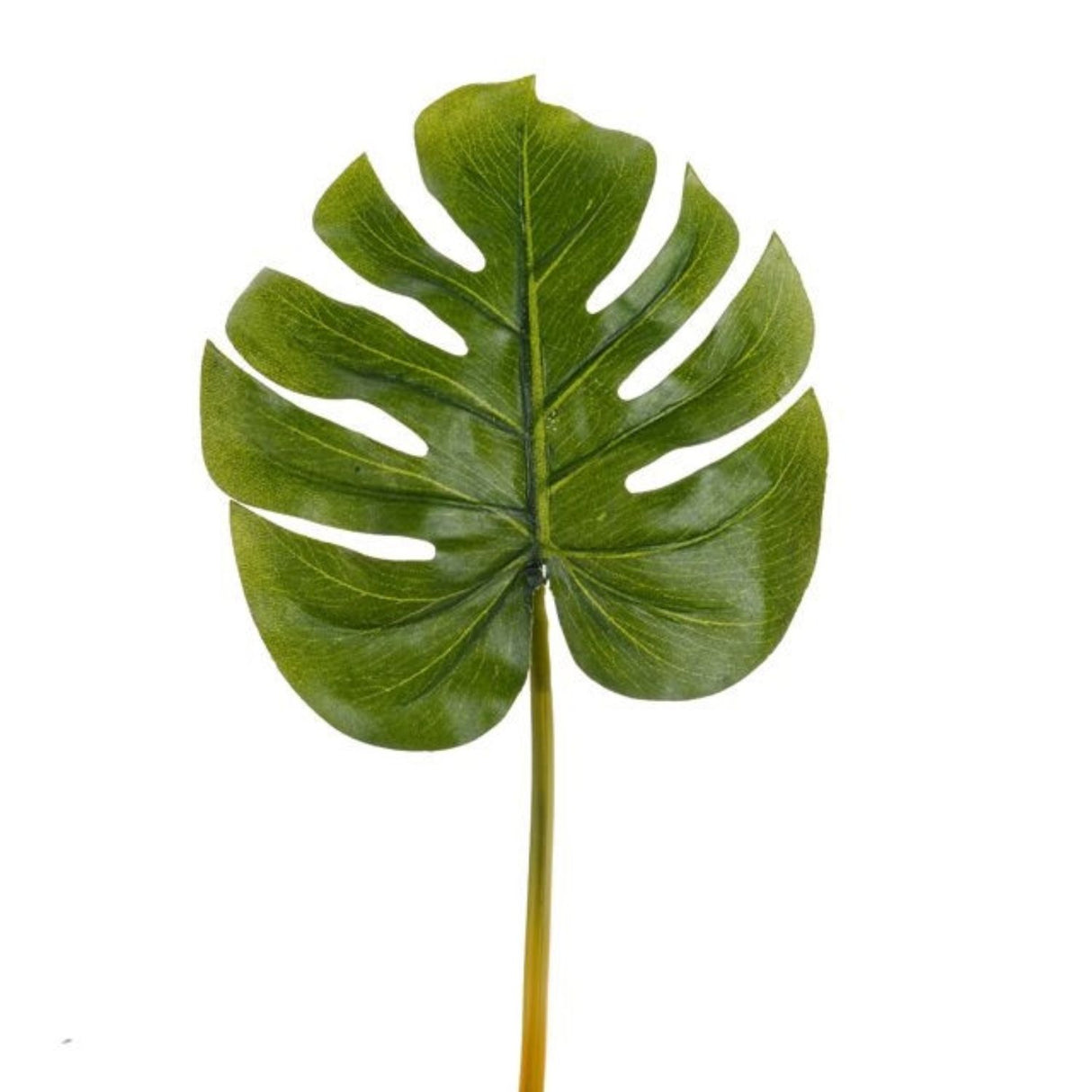 CB Imports Leaf Monstera Small
