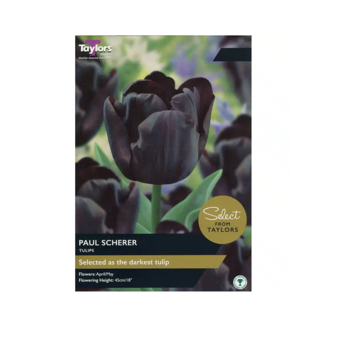 Taylors Select 9 Paul Scherer Tulip Bulbs