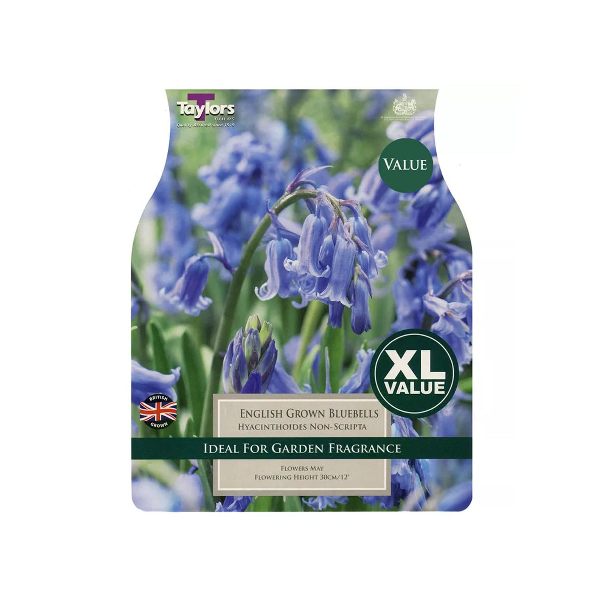 Taylors 10 Hyacinthoides Non Scripta Bluebell Bulbs
