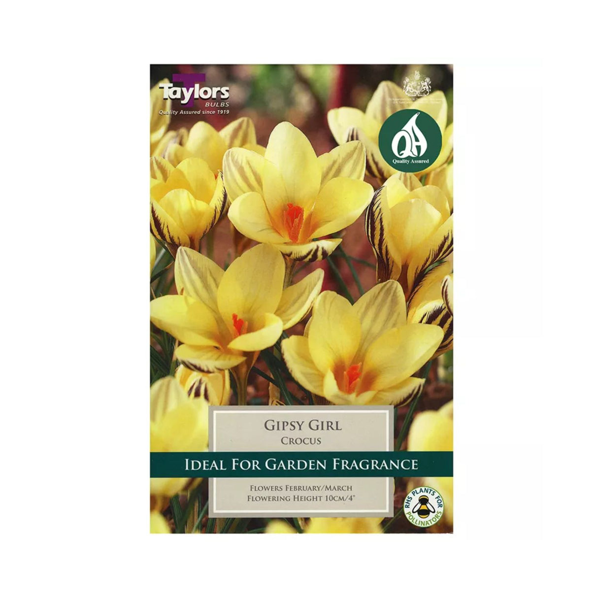 Taylors 10 Crocus Gipsy Girl Bulbs