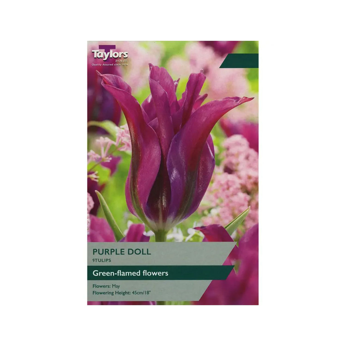 Taylors 9 Purple Doll Tulip Bulbs
