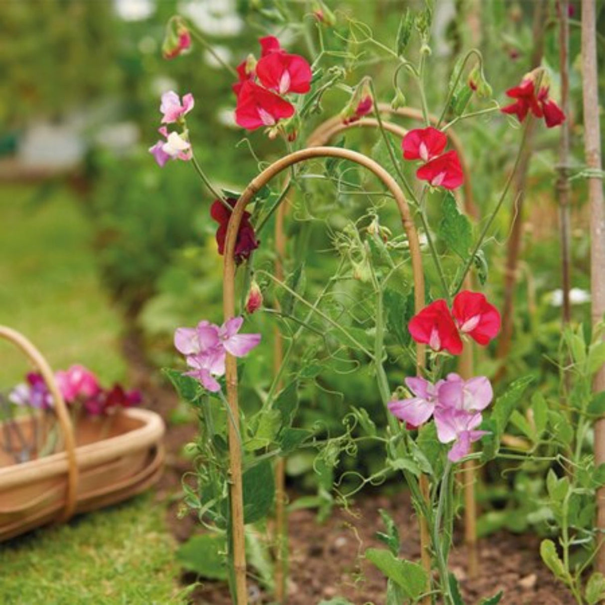 Gardman 1.5m Bamboo Plant Support Hoops (Pack of 3)