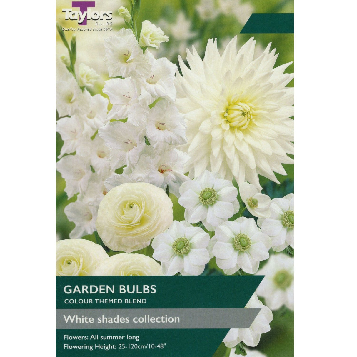 Taylors 25 White Shades Collection Bulbs