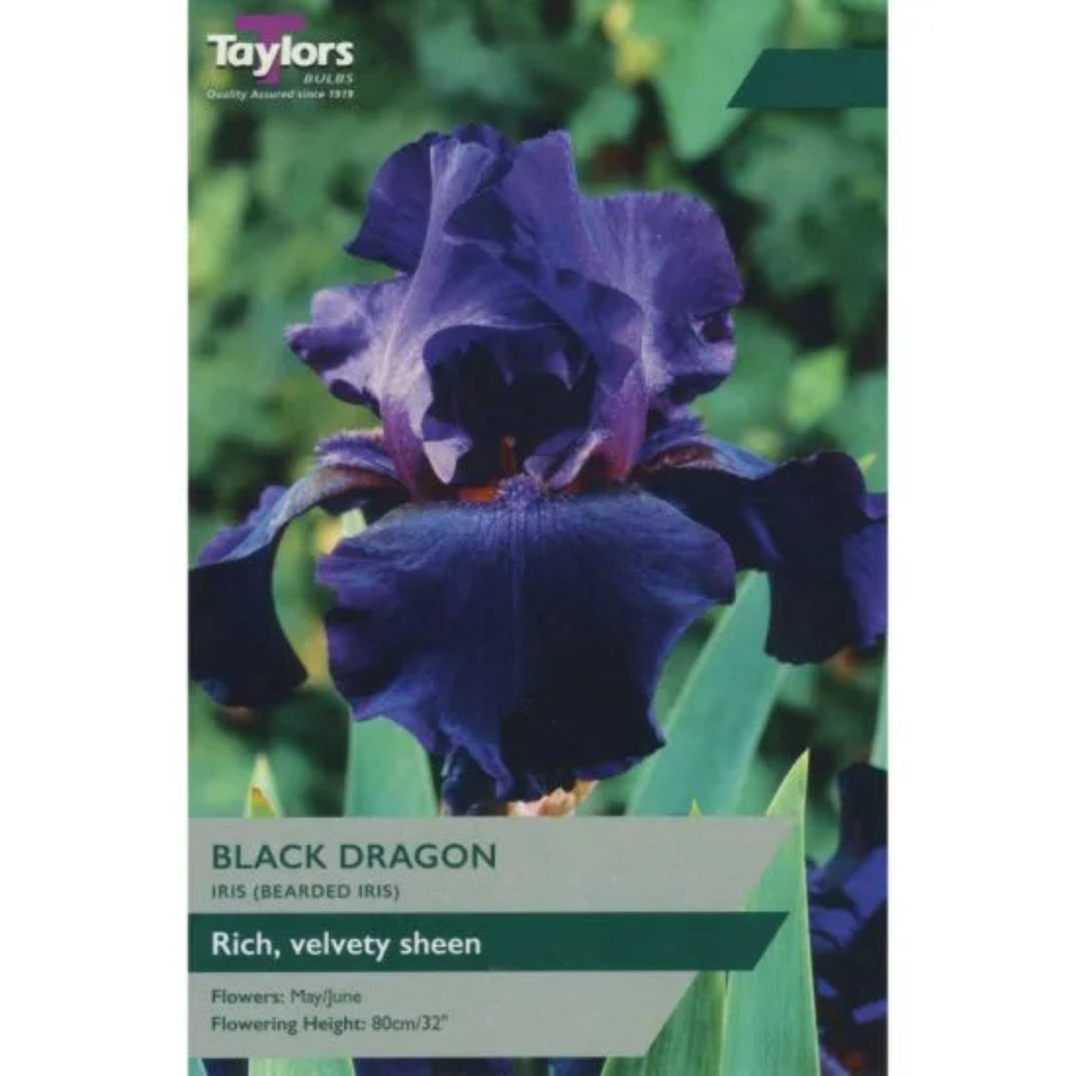 Taylors 1 Iris (Bearded Iris) Black Dragon Rhizome