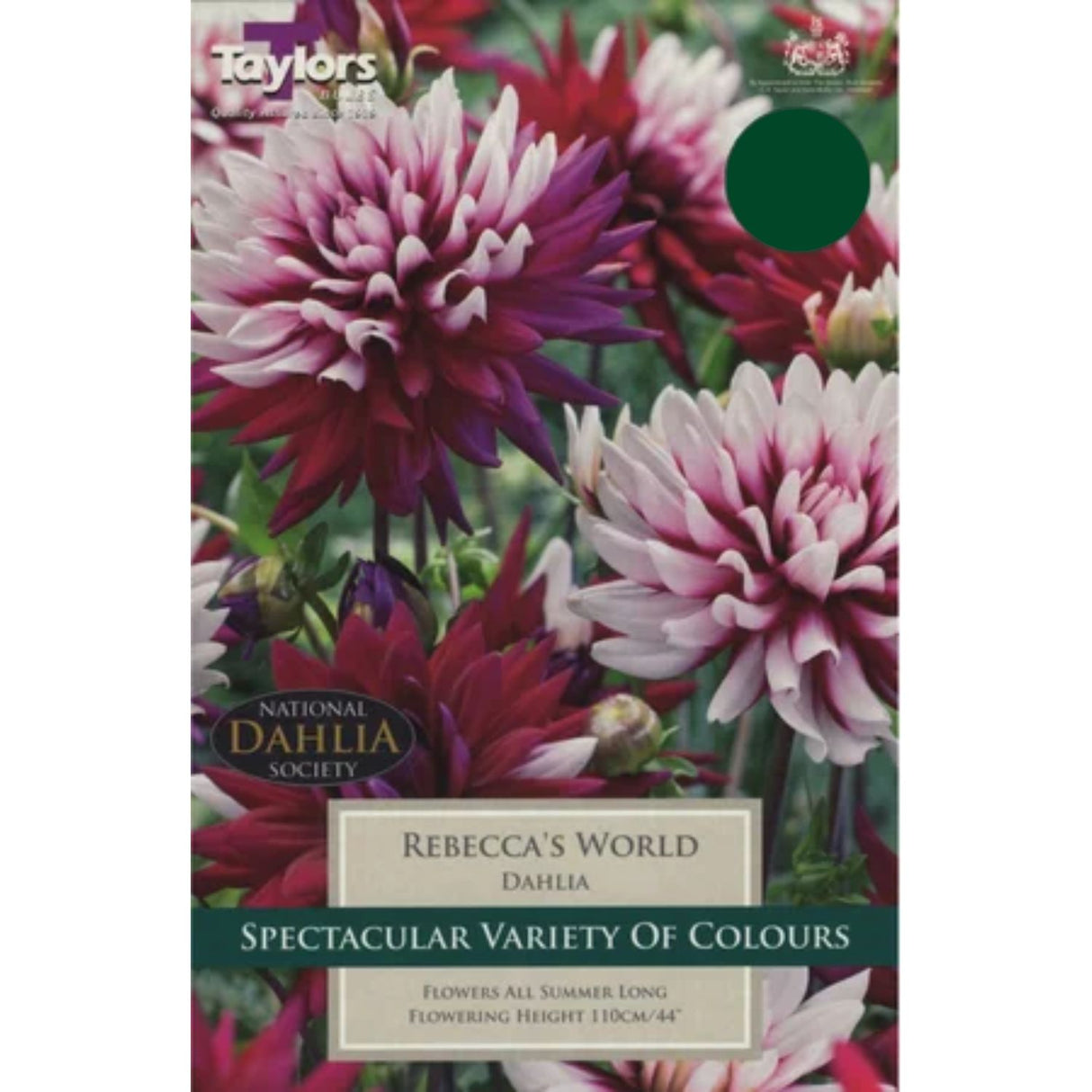 Taylors 1 Dahlia Rebecca's World Tuber