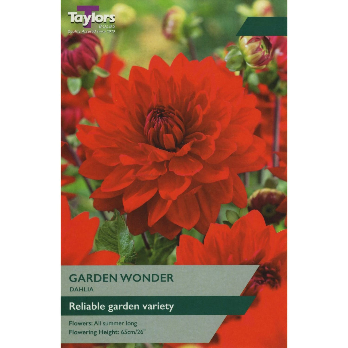 Taylors 1 Dahlia Garden Wonder Tuber