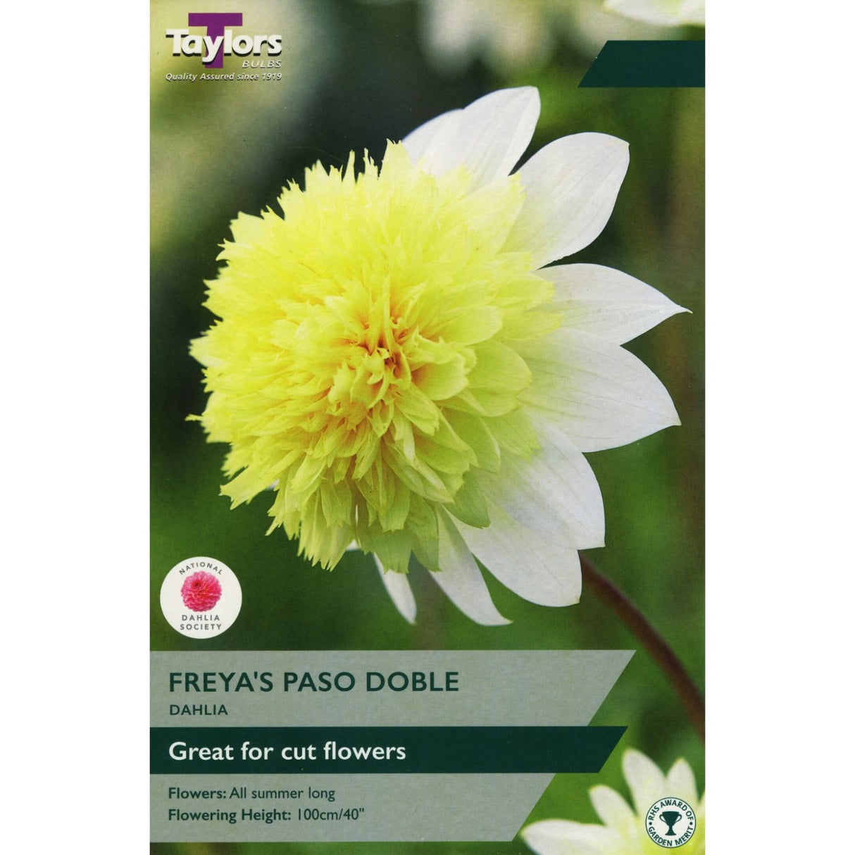 Taylors 1 Dahlia Freya's Paso Doble Tuber