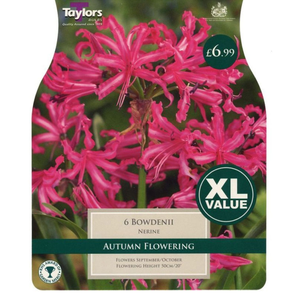 Taylors 6 Nerine Bowdenii Autumn Flowering Bulbs